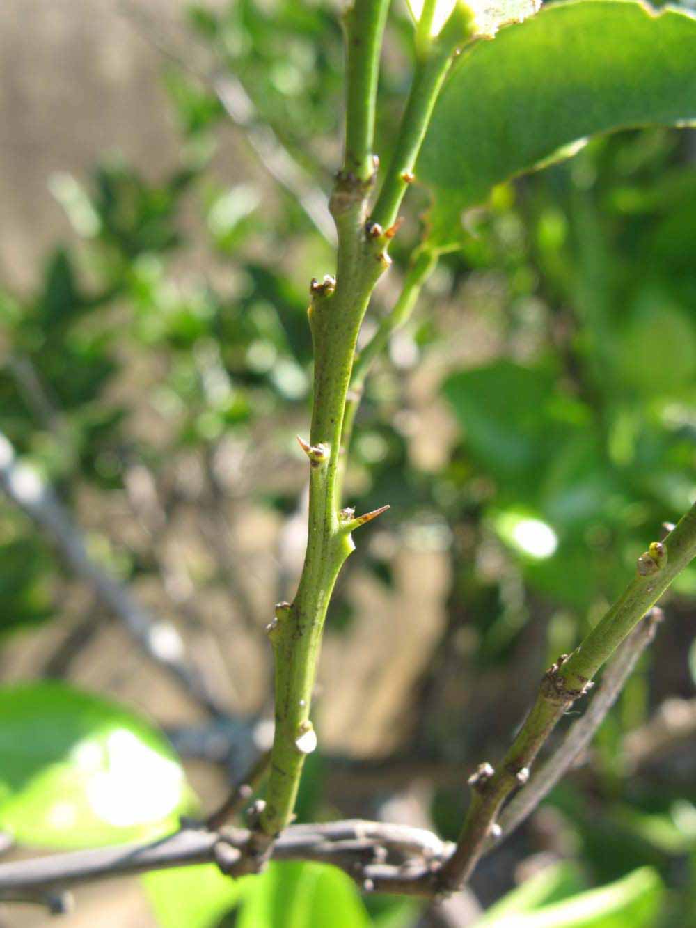            First year twig (Winter Haven, FL)   